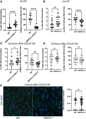 Microtubule modification defects underlie cilium degeneration in cell models of retinitis pigmentosa associated with pre-mRNA splicing factor mutations